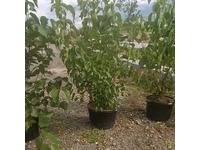 Greenhouse